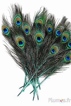 Paon bleu - 15-25 cm - émeraude